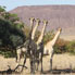 Girafes dans la region de Puros