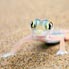 Gecko