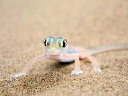 Gecko
