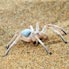 White Spider