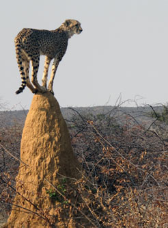 Cheetah - Kupenda Safaris