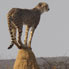 Guepard-a-Okonjima