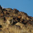 Lion-du-Desert