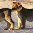 Lionceaux