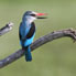 Martin-Chasseur-du-Senegal